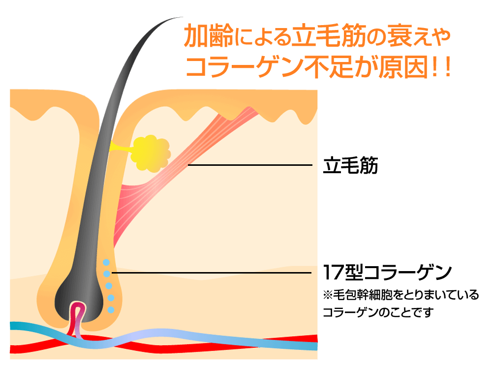 発毛・育毛ラボ　ひろ鍼灸院へ！