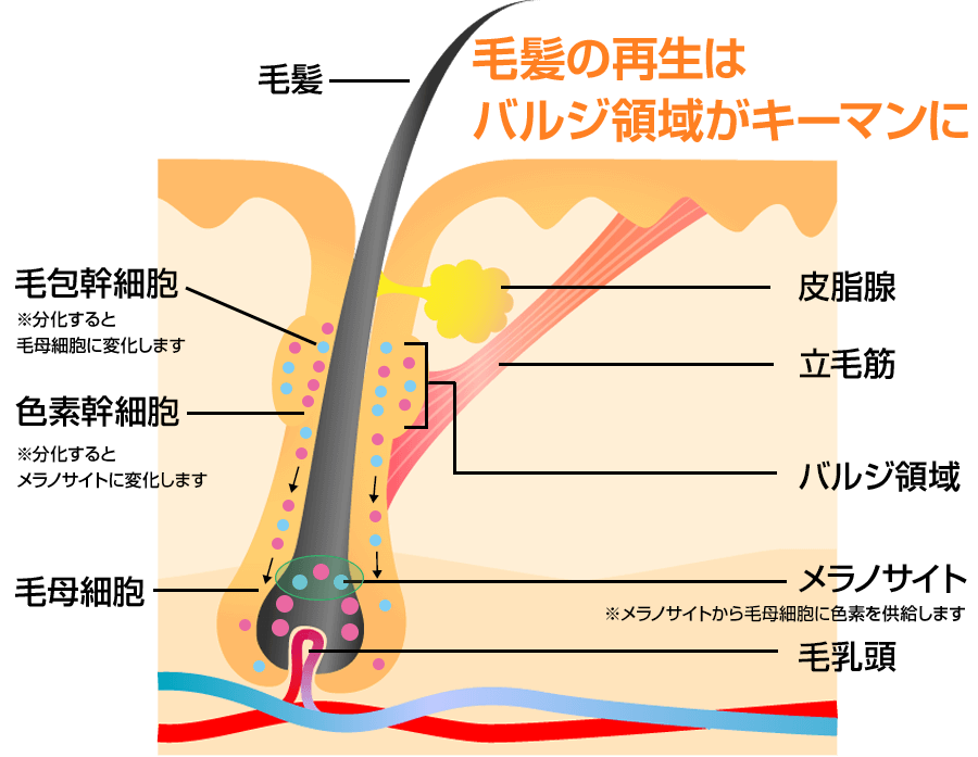 発毛・育毛ラボ　ひろ鍼灸院へ！