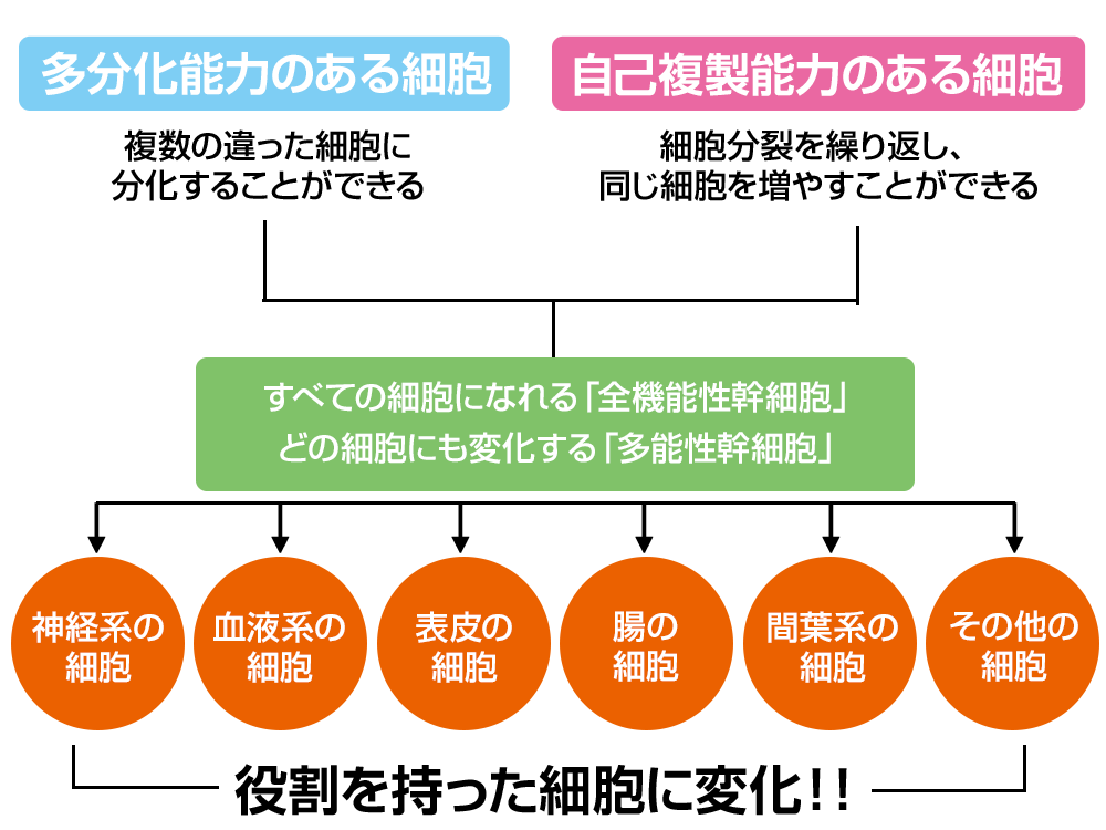 発毛・育毛ラボ　ひろ鍼灸院へ！