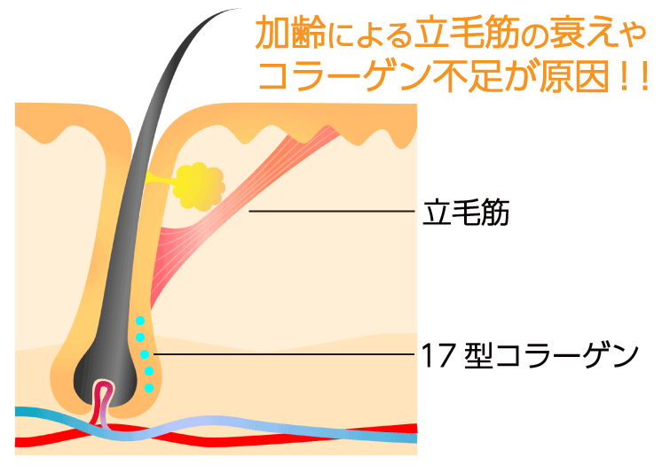 発毛・育毛ラボ　ひろ鍼灸院へ！